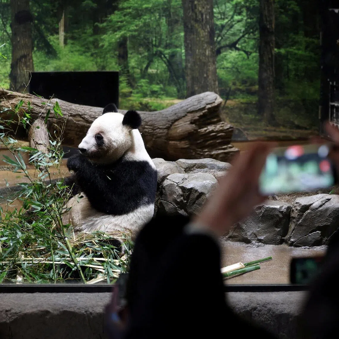 Twin giant pandas Xiao Xiao and Lei Lei are set to return to China.