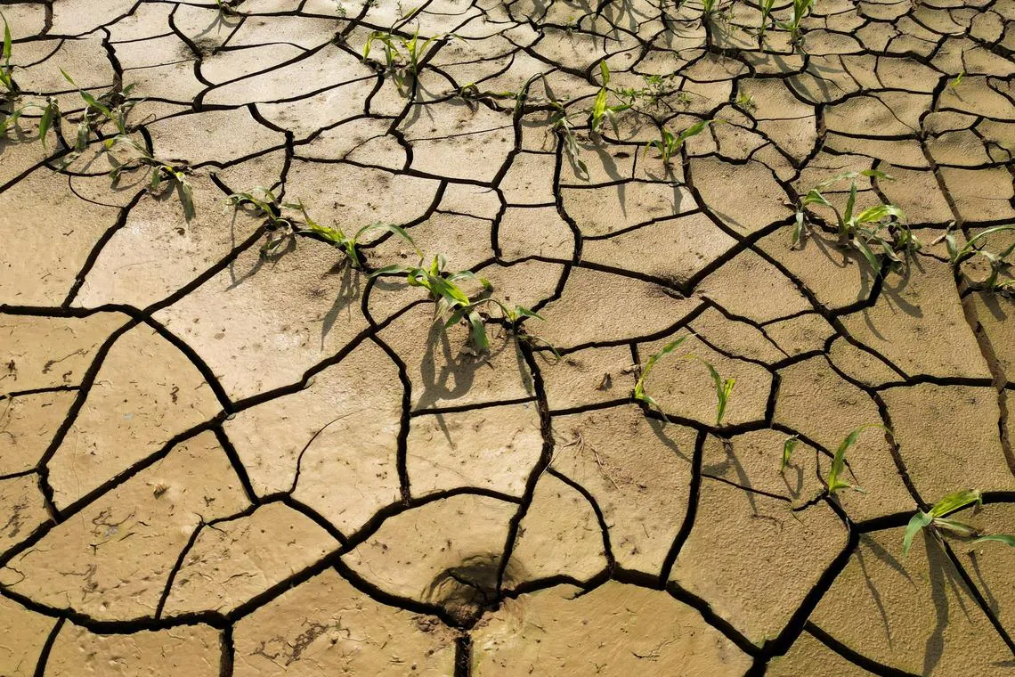 A view of a corn field in Les-Rues-des-Vignes near Cambrai as the risk of drought continues across France, June 26, 2023. REUTERS/Pascal Rossignol     TPX IMAGES OF THE DAY     