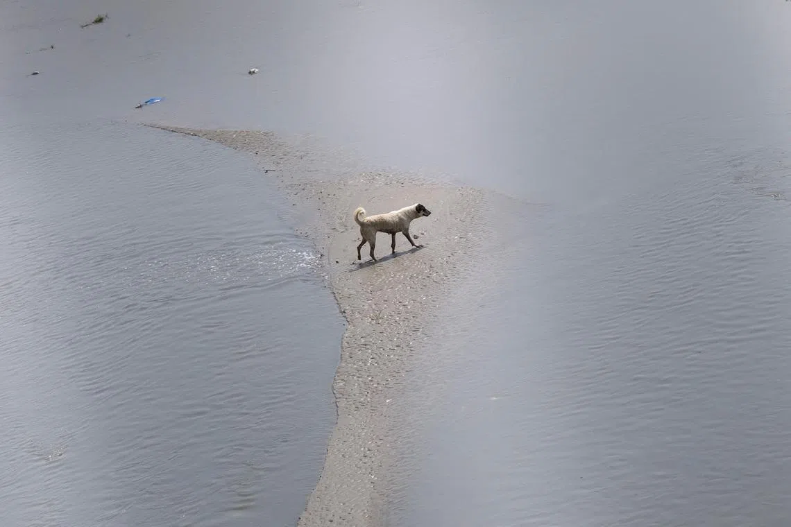 A dog walking through a partially dried-up river bed of Yamuna on a hot summer day in New Delhi, India, on June 11, 2026. 