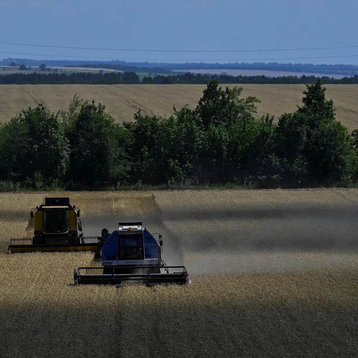 Swarms of locusts are covering roads, fields and bushes in Zaporizhzhia region.
