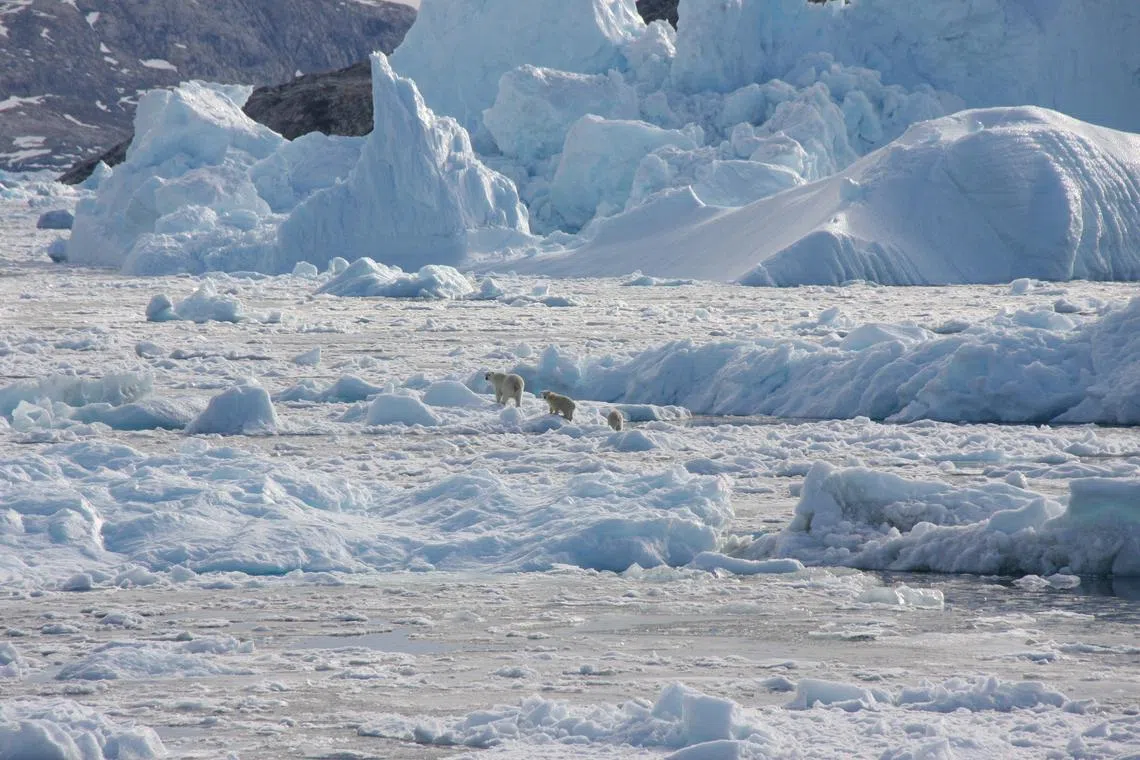 FILE PHOTO: A polar bear family group, consisting of an adult female and two cubs, crosses glacier ice in Southeast Greenland in this handout photograph taken in September 2016. NASA OMG/Handout via REUTERS/File Photo
