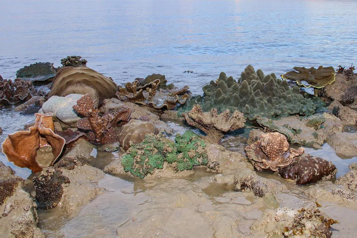 aireef11 - Coral reef at East Coast

Credit: Jonathan Tan