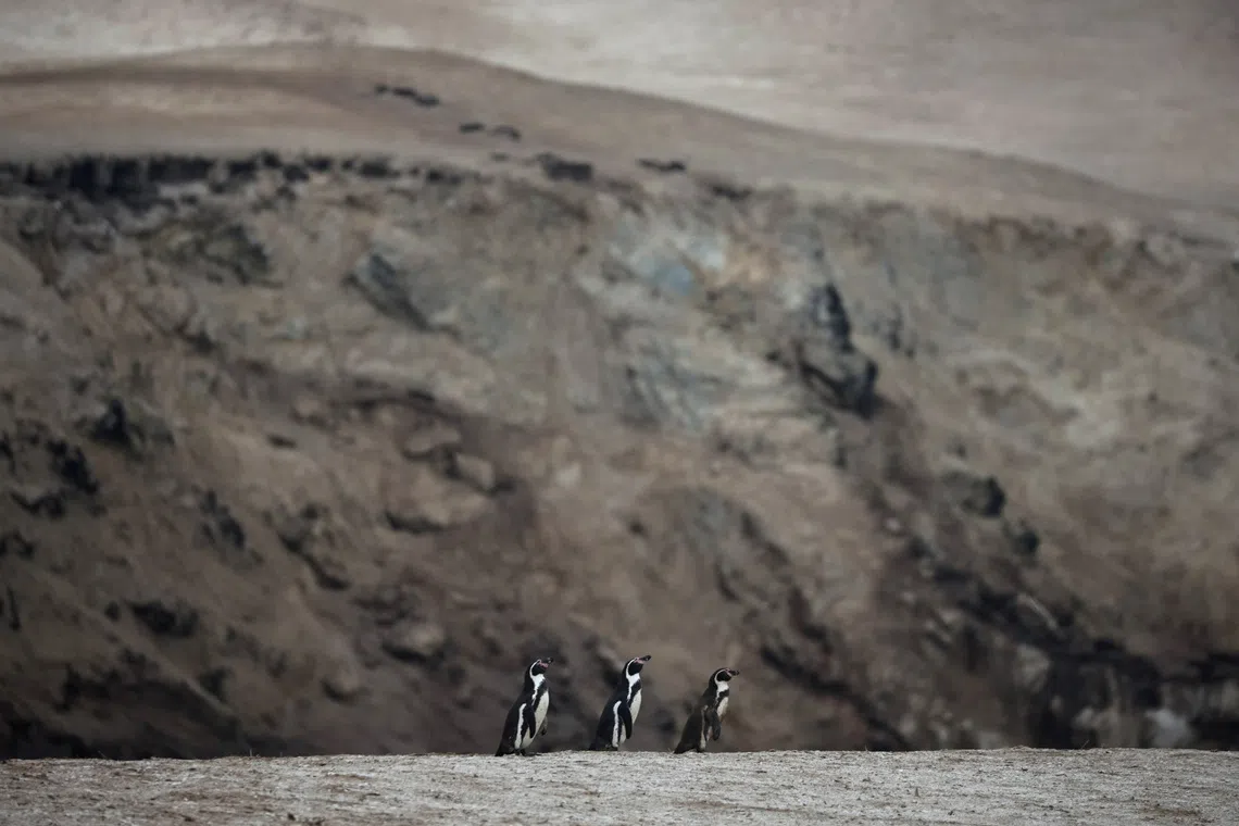 Chile's Pacific coast is home to 80 per cent of the world's remaining Humboldt penguins, which number fewer than 20,000.