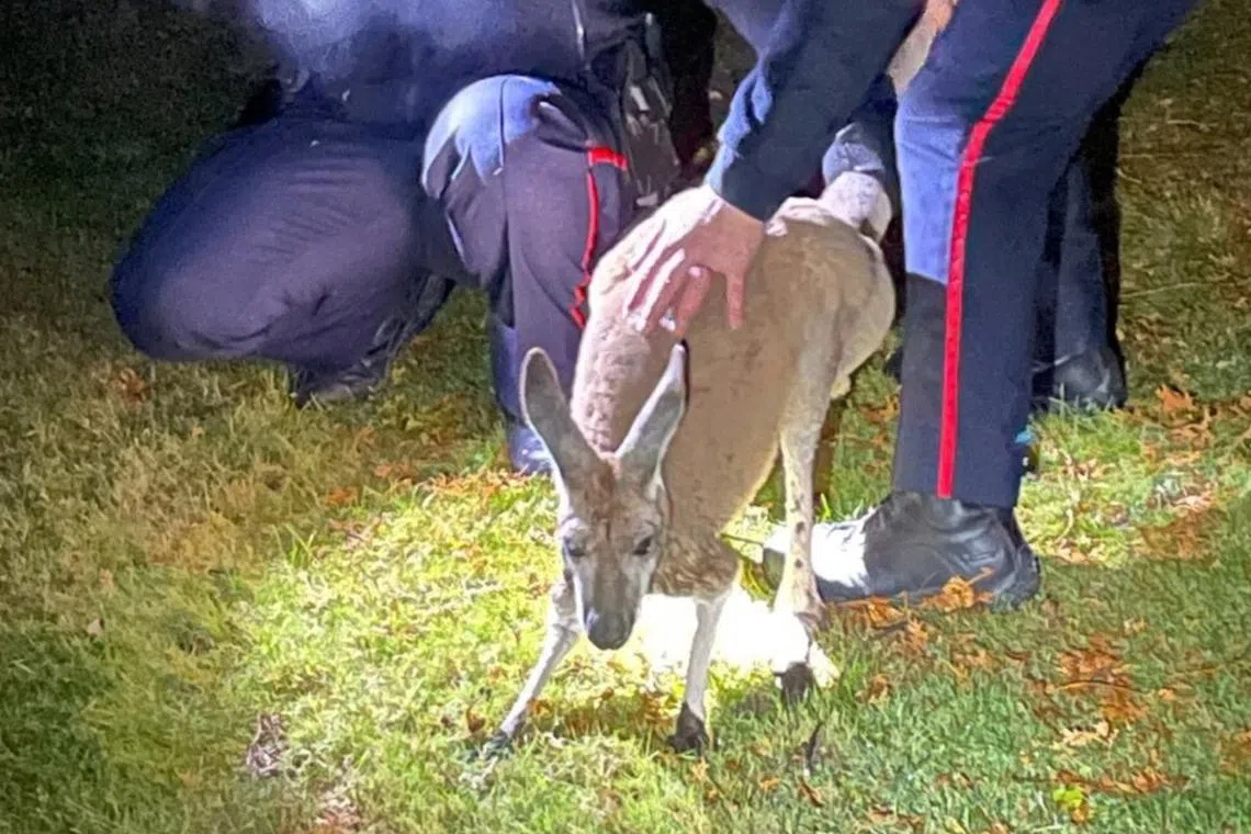 Officers on patrol spotted the kangaroo and contacted the kangaroo’s handlers and grabbed it by the tail, as instructed.