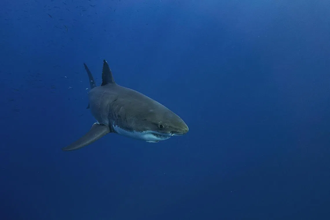 The vlogger posted videos on social media showing her posing with the great white shark and cooking and eating it.