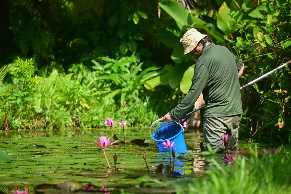 ST20240620_202484213425 jobay Azmi Athni/ John Lui//

Straits Times writer John Lui weeding the lily pond at the Gardens by the Bay as he tries his hand at being a horticulturist on Jun 20.

ST PHOTO: AZMI ATHNI

