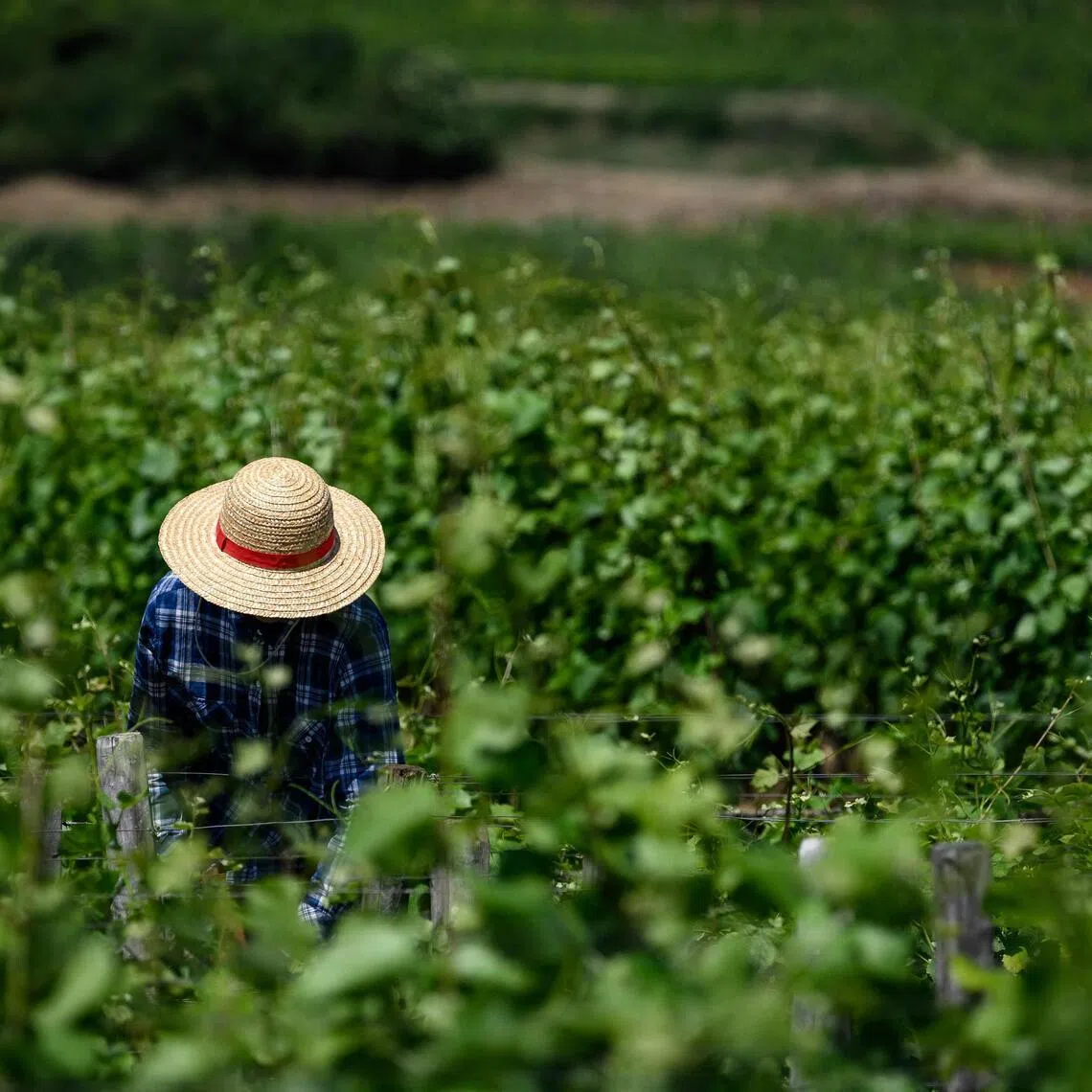 US President Donald Trump is training his tariffs gun on France’s winegrowers to protect American tech giants.
