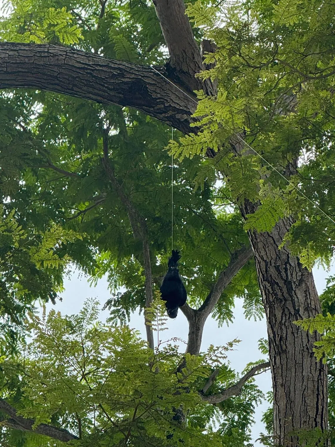 A plastic effigy of a crow is strung from a tree to disperse large murders to house crows from congregating in large groups, as part of a trial in 2025 by the National Parks Board.