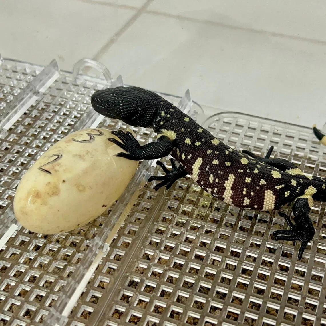 A newly hatched Heloderma charlesbogerti, one of the world’s most endangered lizards.
