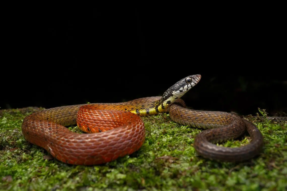 Peters’ keelback snake (Hebius petersii), roughly 50-cm long and reddish-brown, was adorned with black blotches.