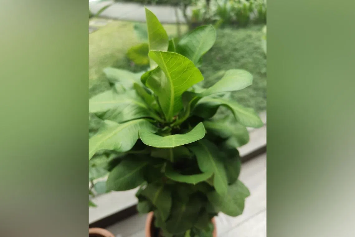 If it is given plenty of water and shade, a Euphorbia hybrid produces large, fleshy leaves in abundance.