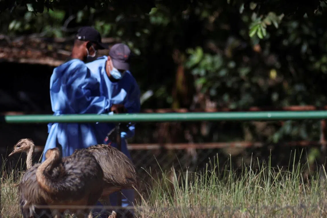 FILE PHOTO: People wearing hazmat suits feeds greater rheas, after a confirmed outbreak of bird flu found in two birds in the Zoo, in Brasilia, Brazil June 4, 2025. REUTERS/Adriano Machado