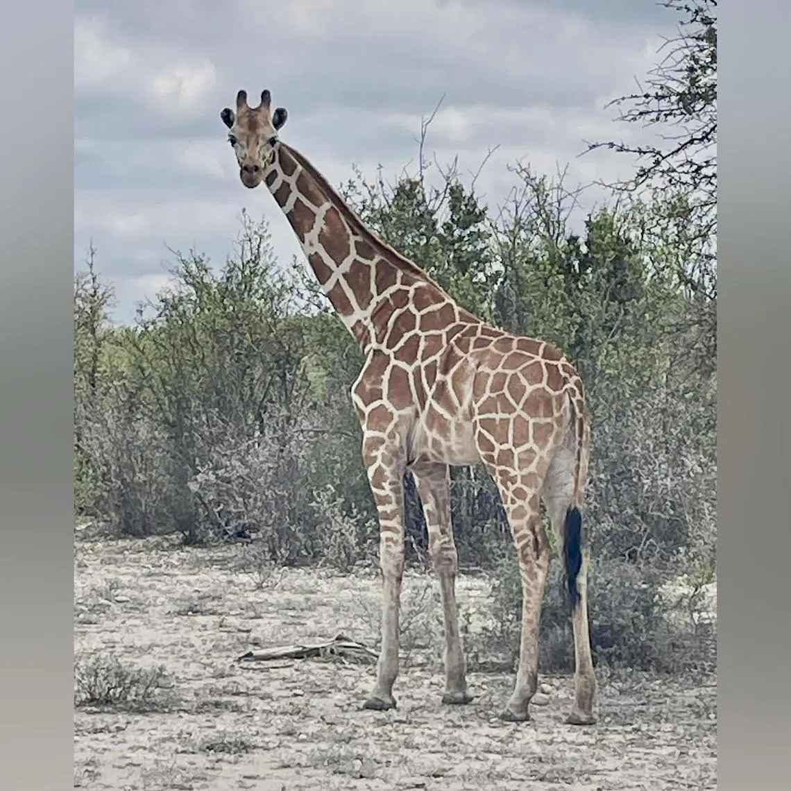A photo provided by Real County Animal Rescue-Shelter shows Gracie, a giraffe that is missing in Texas. 