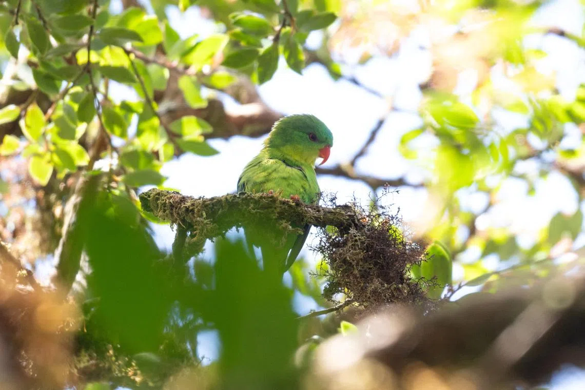 For the past century, the blue-fronted lorikeet was one of Indonesia’s most elusive birds.