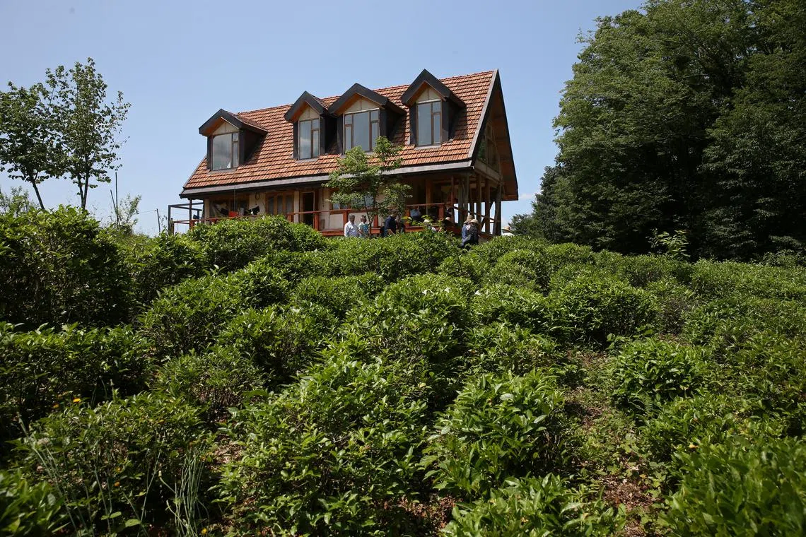 A view shows a tea farm and a guesthouse near the town of Ozurgeti, in the region of Guria, Georgia on June 7.