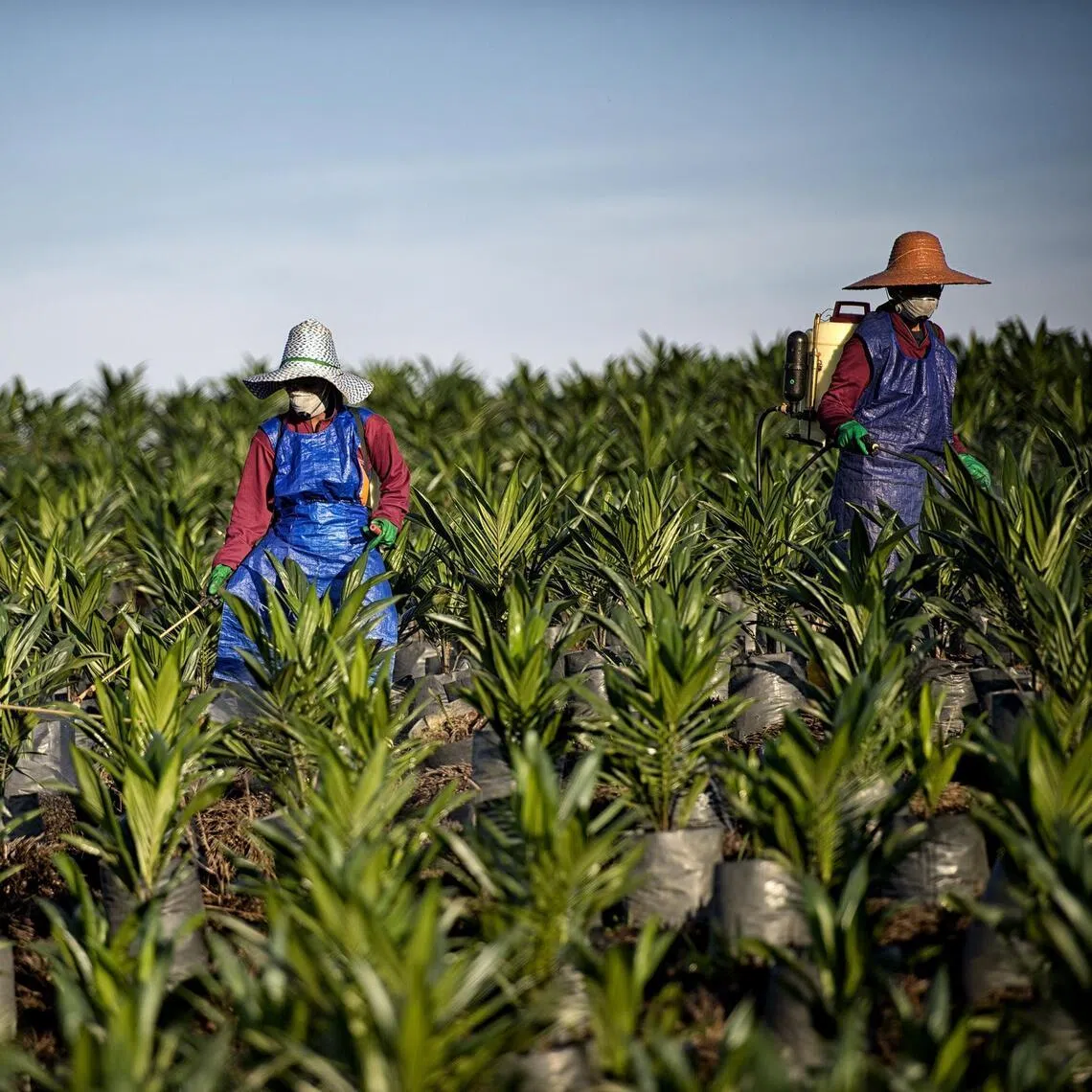 Wilmar is among 10 palm producers being investigated in Indonesia for suspected under-invoicing and transfer pricing of exports.