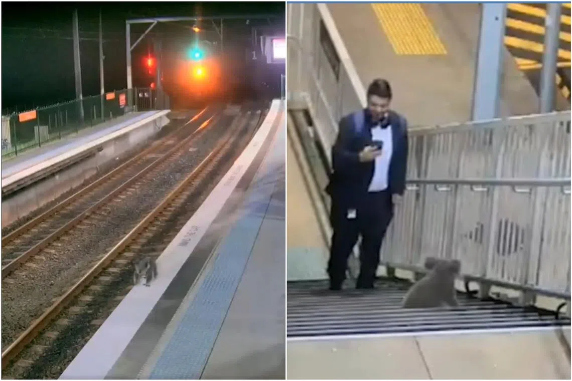 The video showed the koala checking out an elevator before opting to descend a stairway..