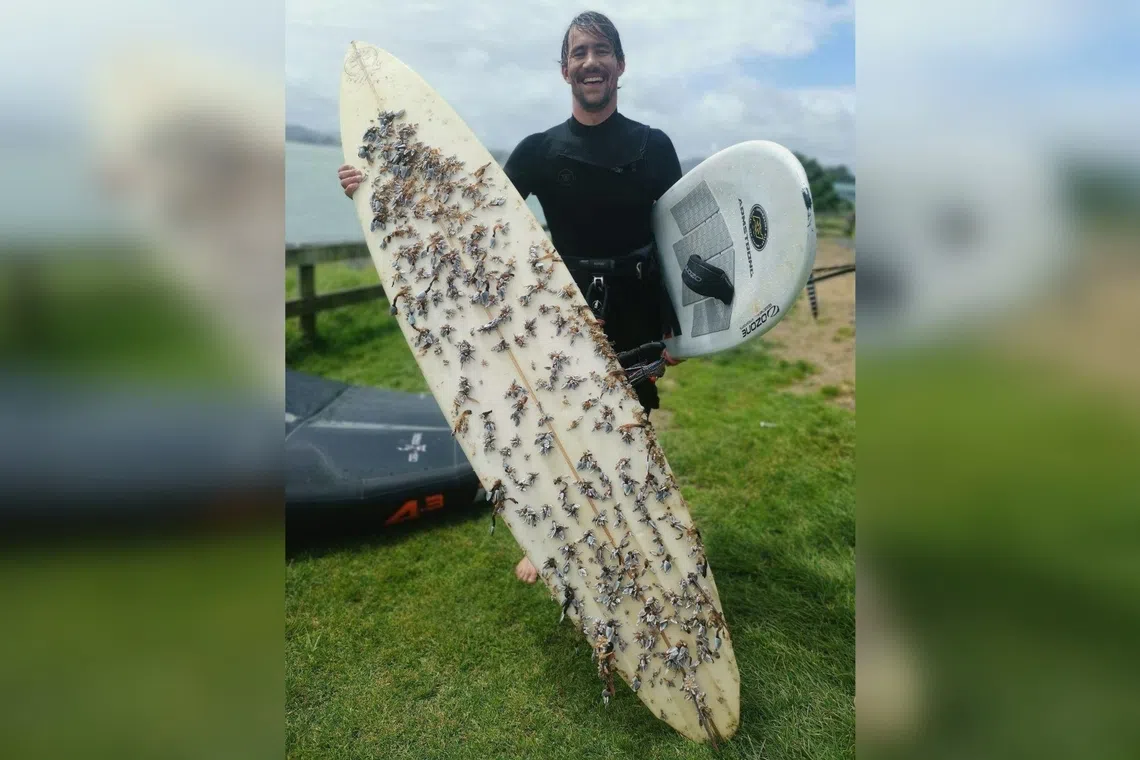 Man finds surfboard that drifted 2,400km from Australia to New Zealand