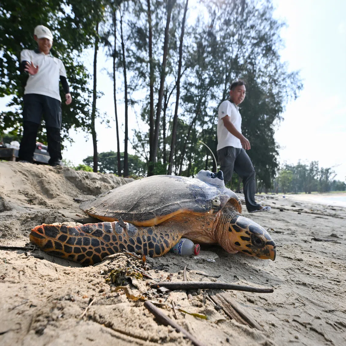 A critically endangered hawksbill turtle at East Coast Park in July 2026. One key theme of feedback relates to concerns about the impact of Long Island preparatory works on marine fauna like sea turtles, bottom-dwelling fish and coastal horseshoe crabs.