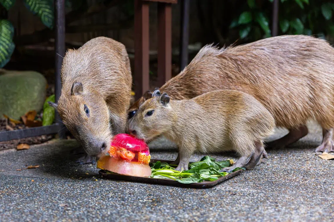 Capy birthday: Celebrations for Mandai capybara pup to kick off at River Wonders on April 3
