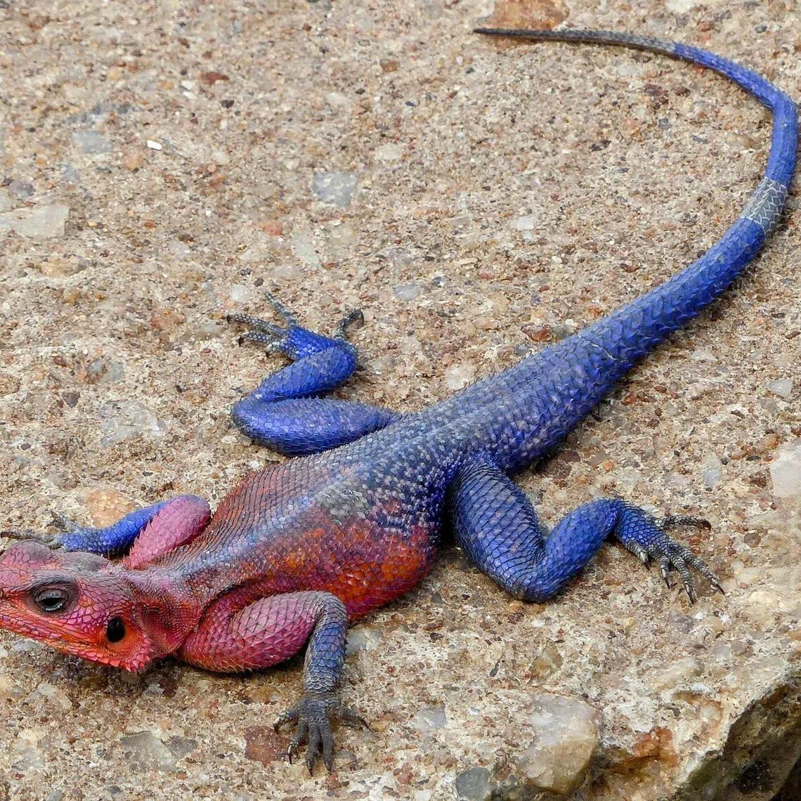 A Mwanza flat-headed rock agama rests on a dirt road in the savannah of the Masai Mara, Kenya.