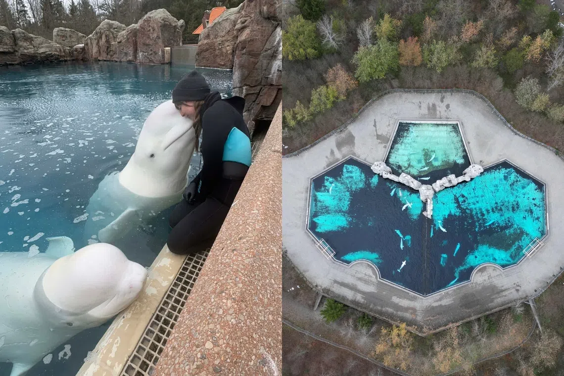 Canada’s captive beluga whales face euthanasia threat and uncertain future