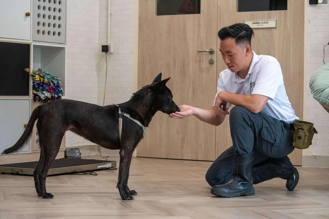Dr Ian Liang, a senior veterinarian with the Animal & Veterinary Service, says pain can affect a pet's cognitive and emotional well-being.