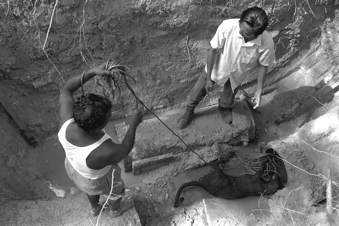 Workers removing the body of Twiggy, a black panther, from an underground drain near the Singapore Turf Club. The animal had escaped from the Singapore Zoo in March 1973.