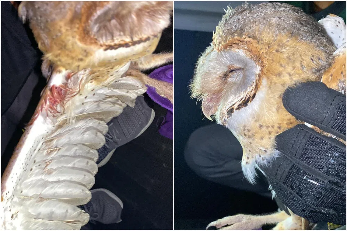 The injured barn owl was found by a passer-by in Tanah Merah Coast Road on April 4.