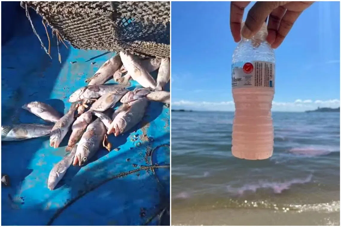 Teluk Bahang has recently been experiencing a “red water” phenomenon.