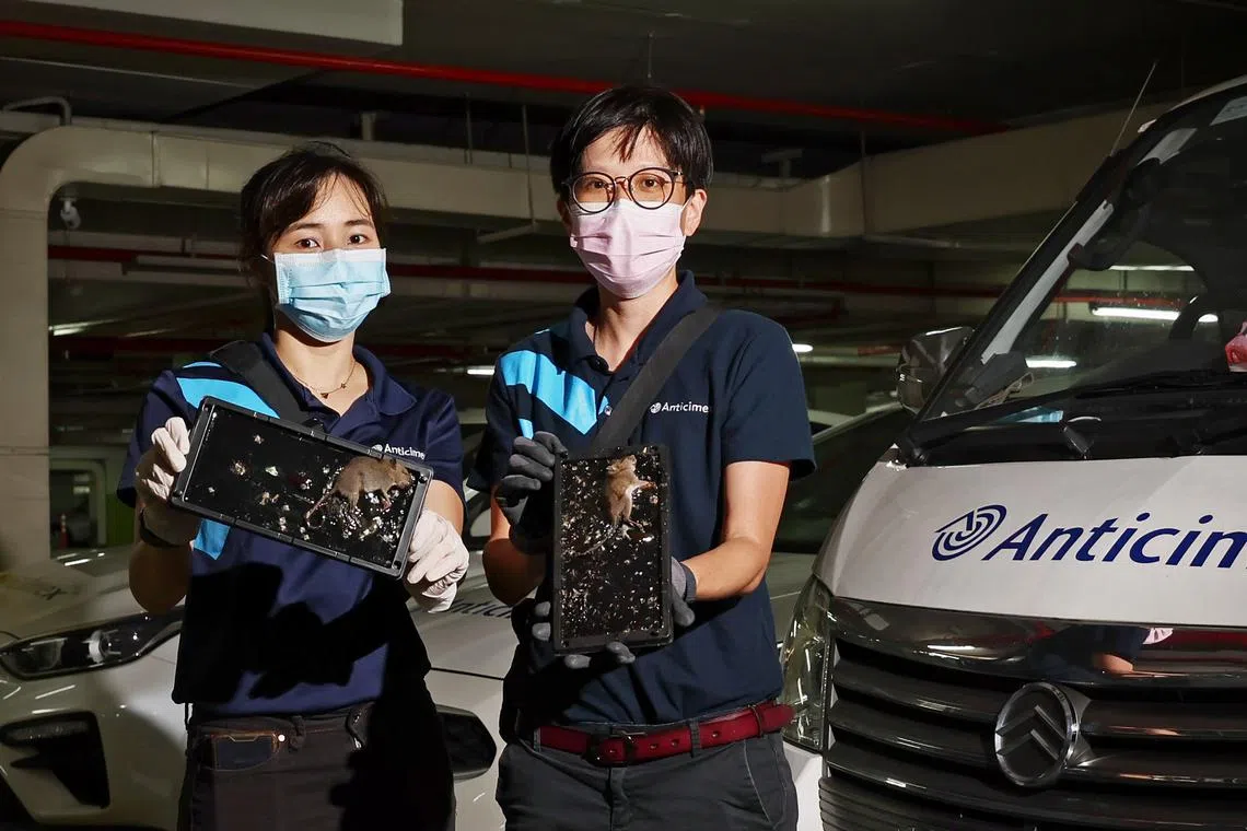 Dr Foo Foong Kuan (right), general manager of the technical and entomology department at pest control company Anticimex, with a colleague and caught rats.