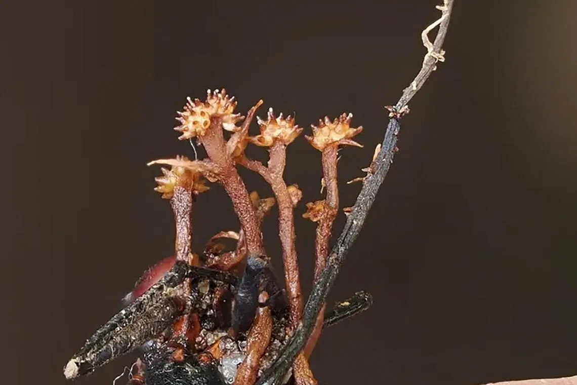 Scientists discover ‘hyperparasite’ in Malaysia Borneo jungle