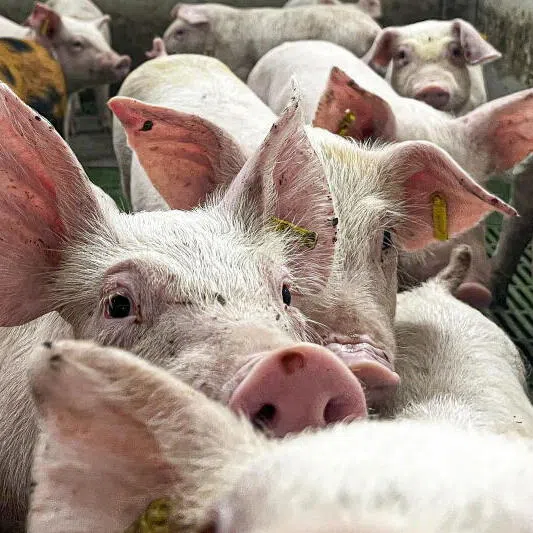 China accounts for 42 per cent of Spain’s pork exports outside the European Union. 
