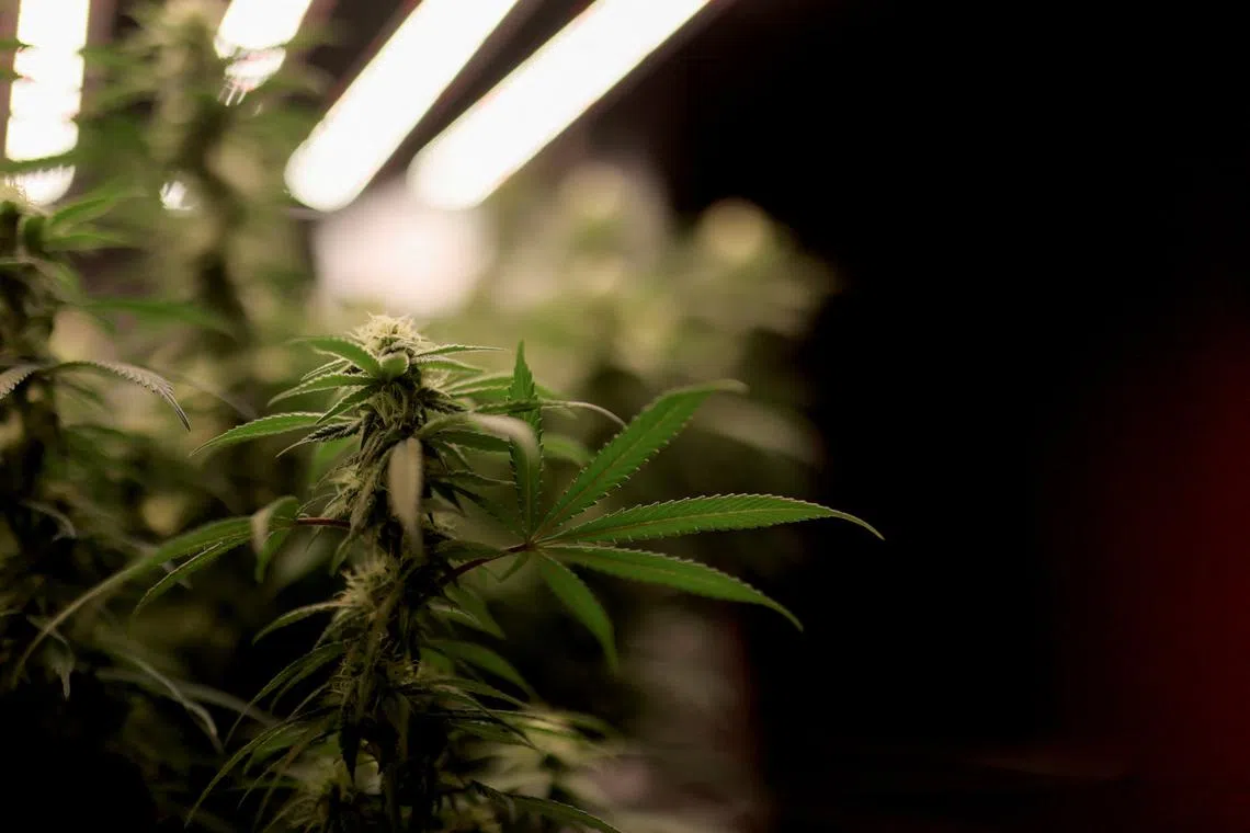 FILE PHOTO: Cannabis plants that are part of self-cultivation for personal use that is permitted by Colombian law, are seen inside a house in Bogota, Colombia December 9, 2023. REUTERS/Luisa Gonzalez/File Photo