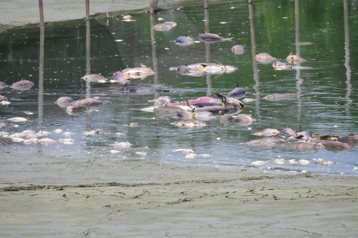 Dead fishes are seen in a fishing pond at the now defunct ORTO at Yishun on Feb 5, 2024.