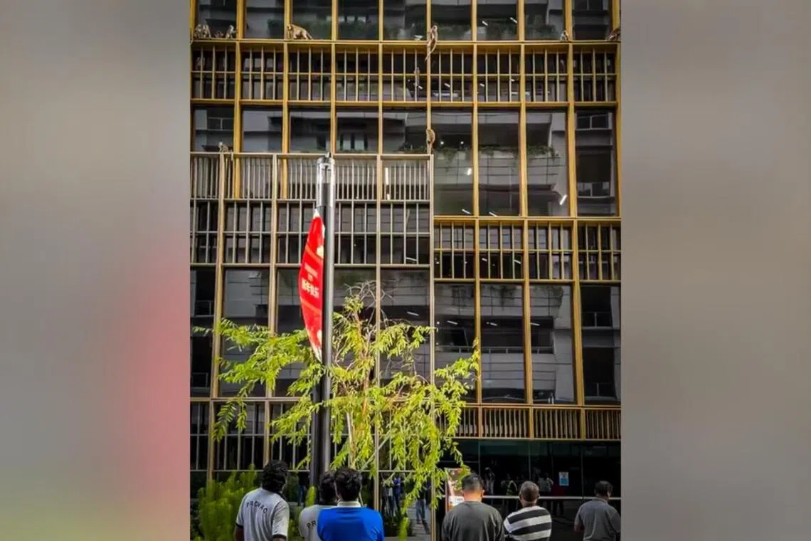 JTC Corporation, which runs the digital district, said it is working with the relevant authorities to reduce interactions between monkeys and built-up areas.