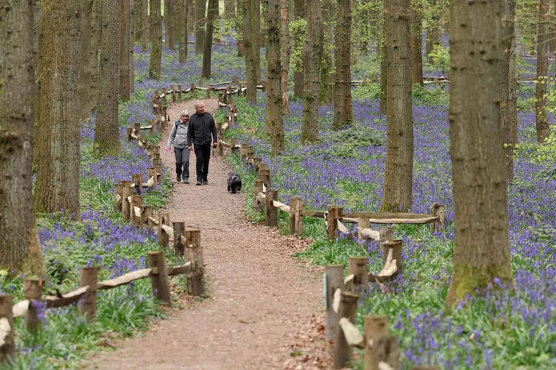 People walking through woodland covered in bluebells in the Chiltern Hills near Berkhamsted, Britain, April 20, 2025. 
