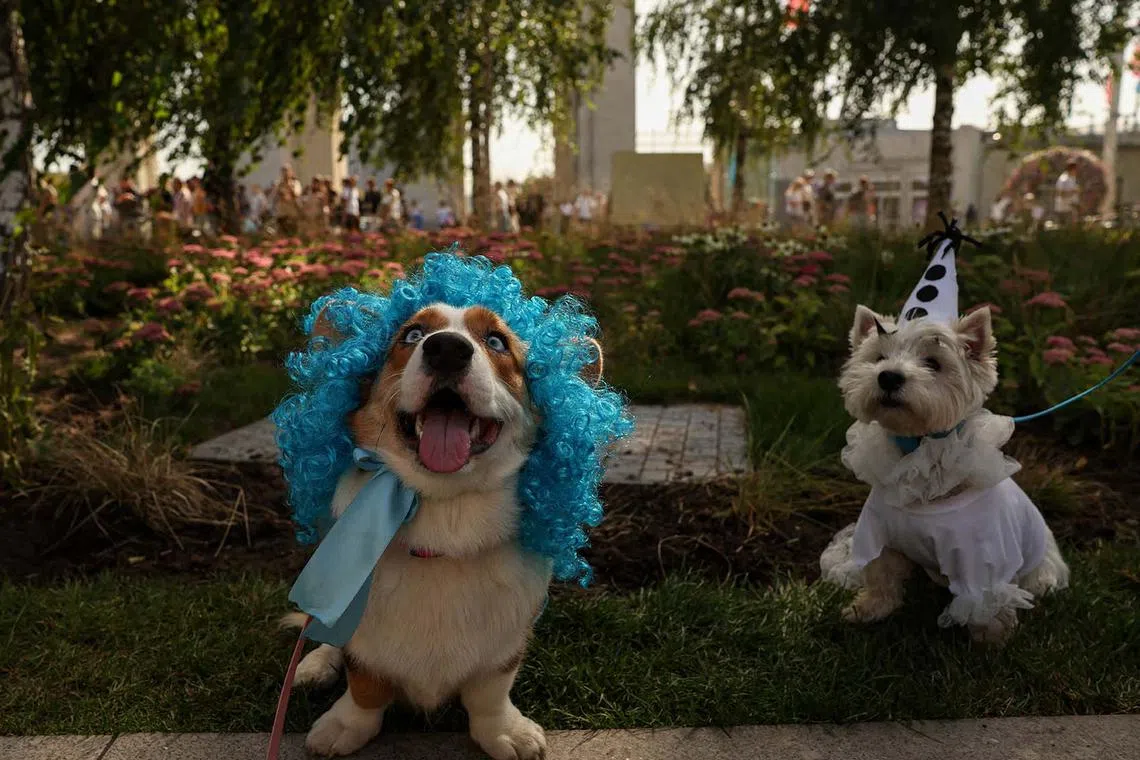 A Corgi (left) and a West Highland Terrier taking part in a costume parade at the Exhibition of Achievements of National Economy in Moscow, Russia, Aug 30, 2025. 