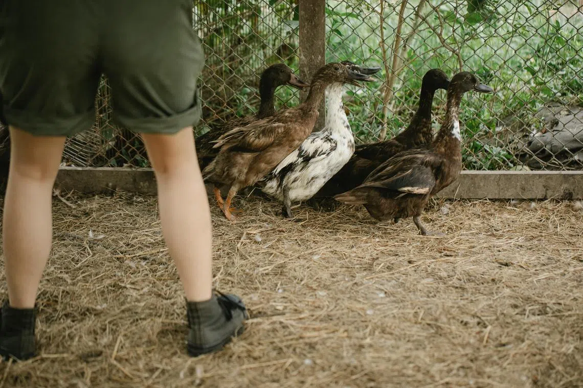 The duck farm was within a quarantine zone set up around other affected facilities.