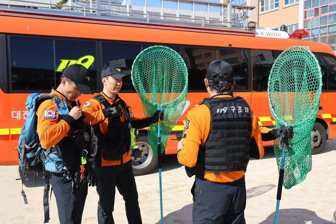 Rescue workers prepare to capture a wolf that escaped from a zoo in Daejeon on April 8. 