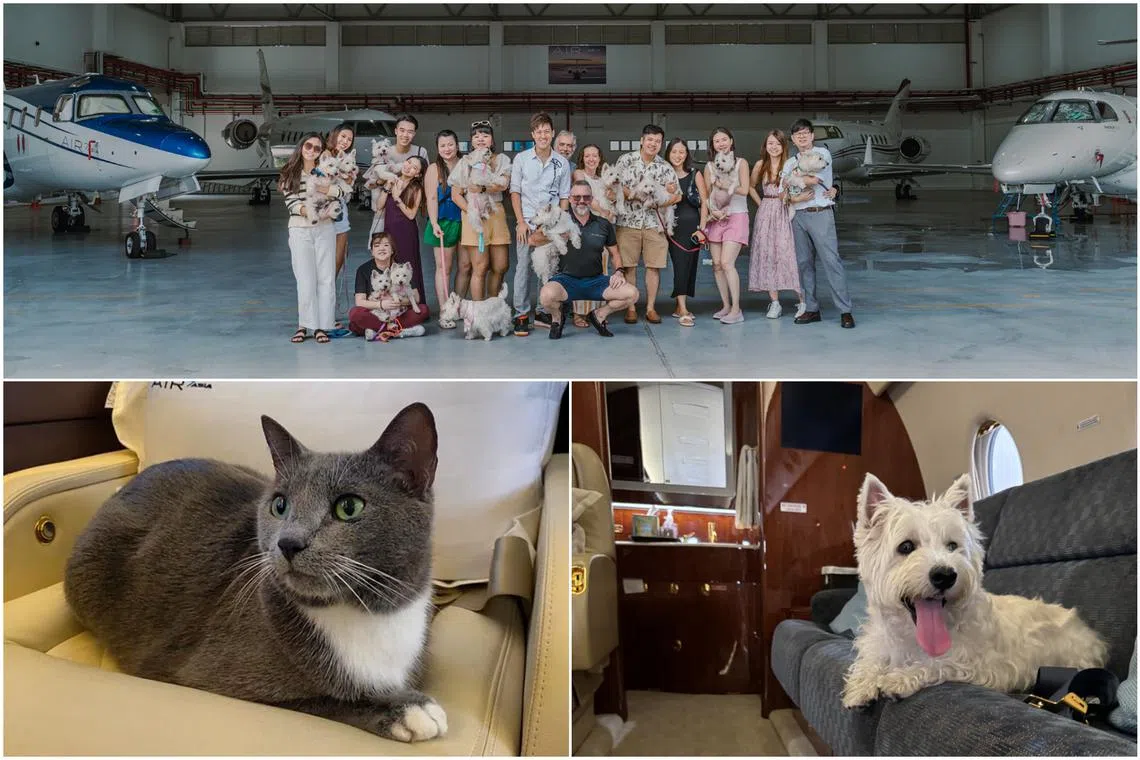 Members of the SGWesties Club of Singapore got a taste of what private jet travel with their pets would feel like at a private jet hangar.