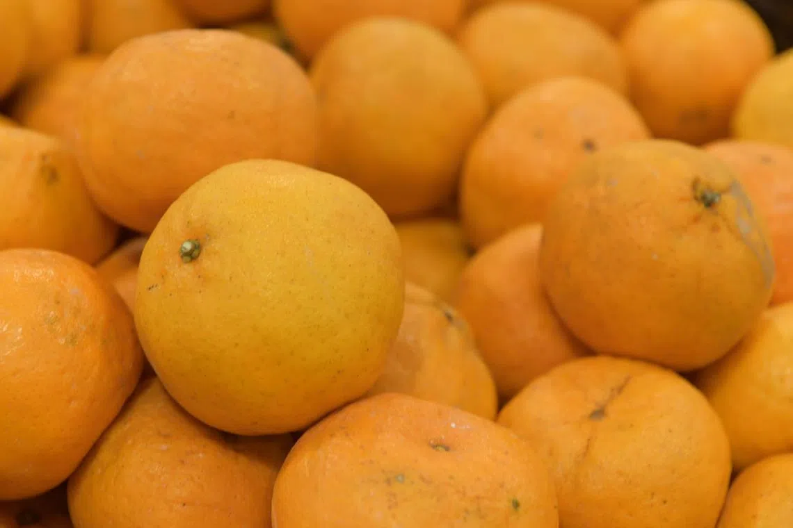 In Cantonese, to gift mandarin oranges is to “song gam” - which has a dual meaning of “giving gold” and thus signifies a wish of prosperity and wealth upon the recipient.