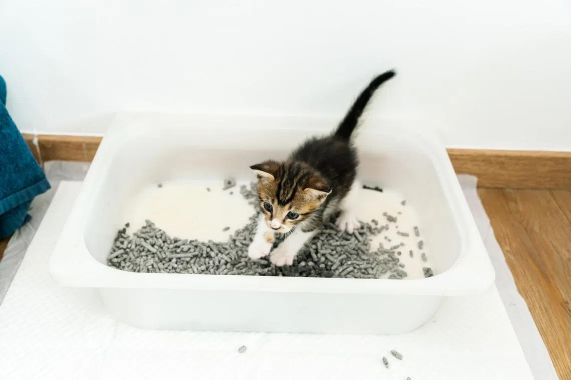 Cat litter trays should be cleaned daily, with litter trays scrubbed weekly.