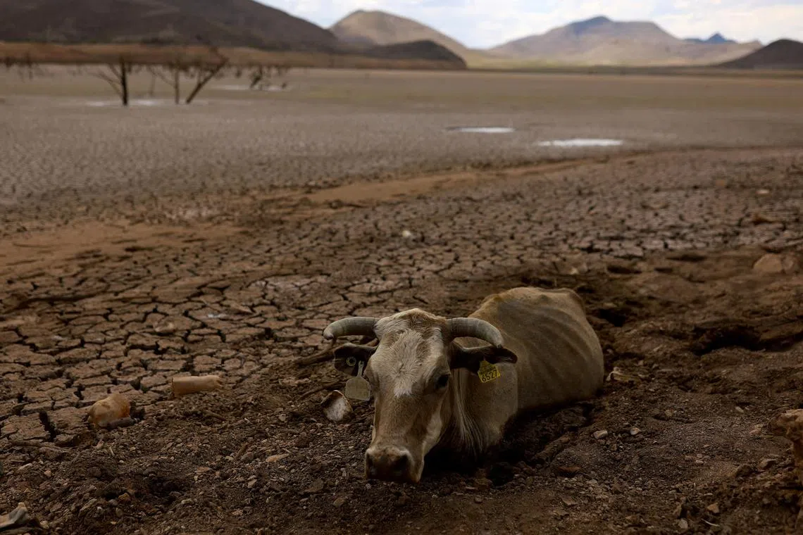 A cow is stuck in the mud of the dry bed of the Las Lajas dam due to a severe drought, in Buenaventura, Chihuahua state, Mexico, on Aug 23.