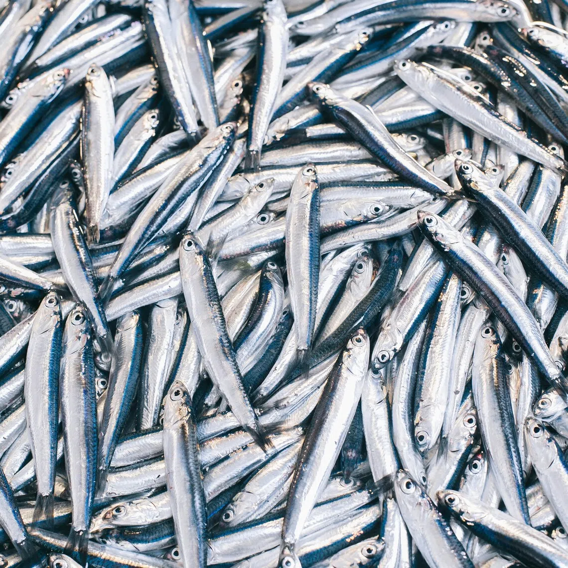 Mass stranding fuels concerns pilchard herpesvirus may be spreading through South African waters.