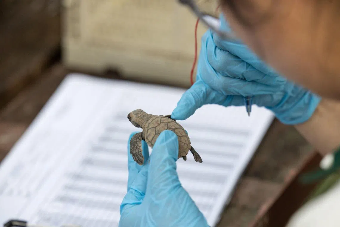Singapore’s first recorded turtle hatchlings for 2025 released off ...