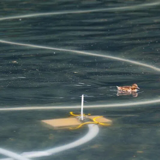 A duckling swims as cleanup continues on the Lincoln Memorial Reflecting Pool in Washington DC on June 22.