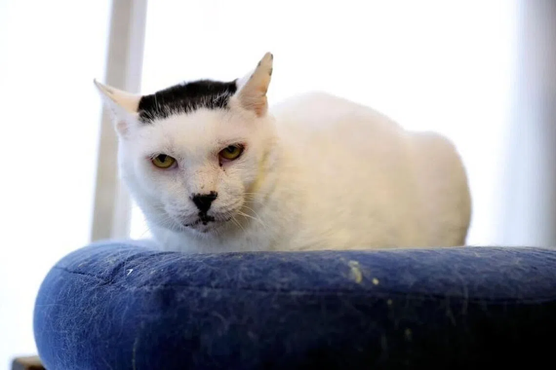 Japan’s social media star cat famous for resembling singer Takashi Hosokawa dies