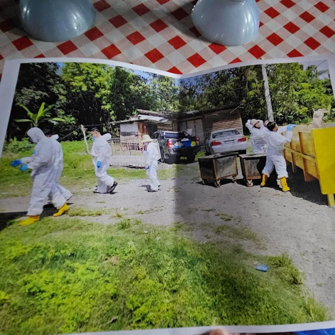whdecimate - A Tanjung Sepat farmer shows a printed photo of government officials who oversaw the culling of his pigs after African Swine Fever devastated his farm in 2025. ST/Lu Wei Hoong