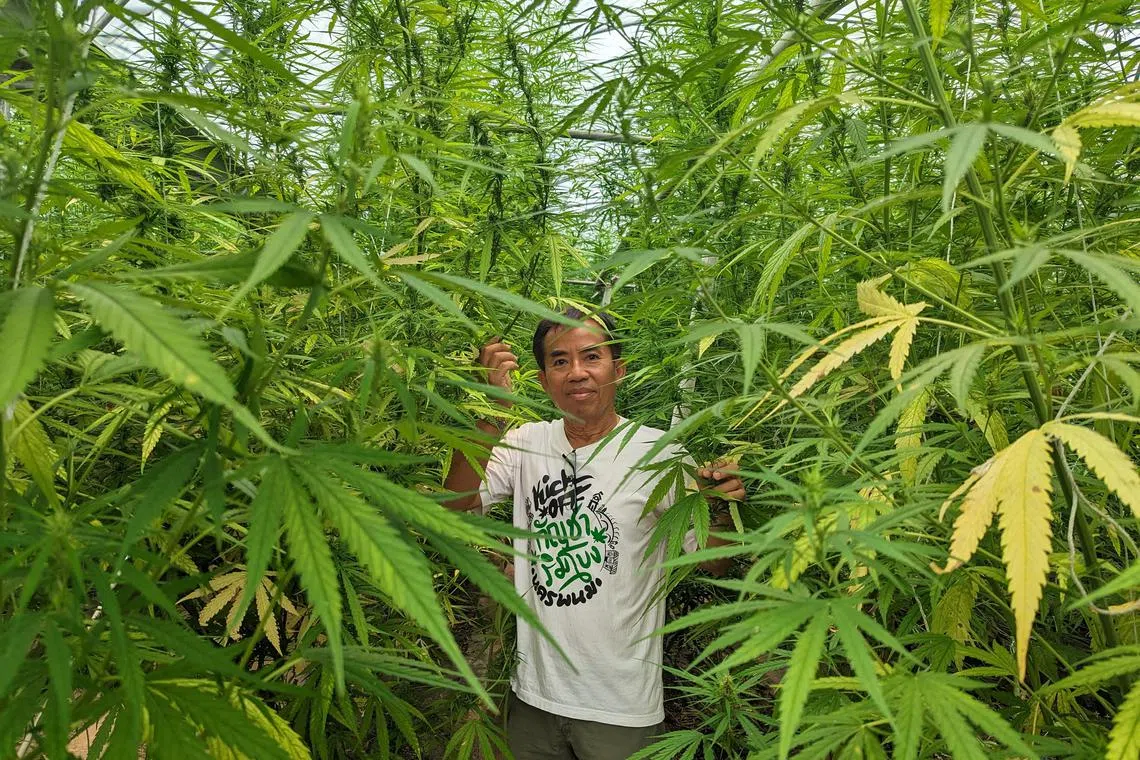 tmfarmer - Dr Banchob Promsa, the leader of the Marijuana Community Enterprise Network in Nakhon Phanom, said that cannabis farmers have yet to turn a profit from growing the crop that was decriminalised in June 2022. With the surge in cannabis growers, the prices of the plant have plunged.